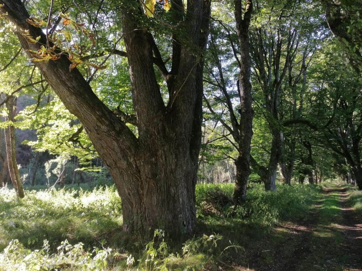 Apartamento Na Pekarne Železná Ruda Exterior foto